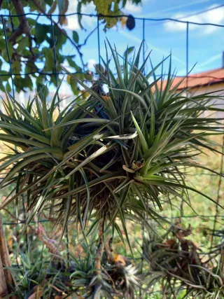 Pianta Tillandsia Aeranthos