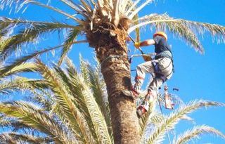 Servicio de poda de árboles y palmeras