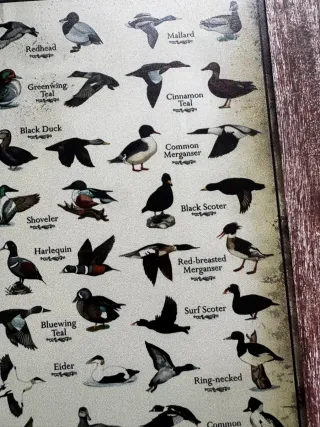 CARTEL CHAPA DE CAZA TIPOS DE PATOS