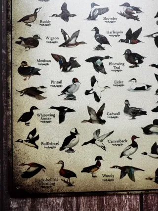 CARTEL CHAPA DE CAZA TIPOS DE PATOS