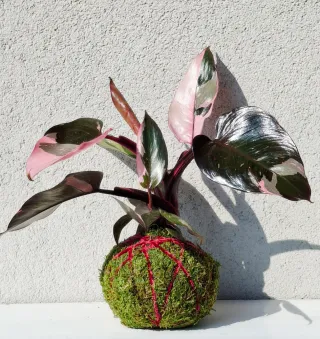 Kokedama Philodendron Pink Princess