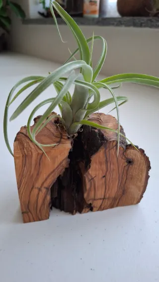 Tillandsia su base di legno naturale