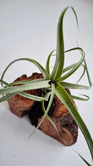 Tillandsia su base di legno naturale