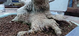 Bonsái Ficus Retusa