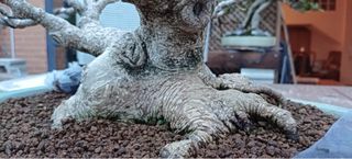 Bonsái Ficus Retusa