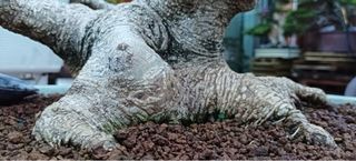 Bonsái Ficus Retusa