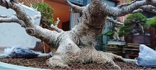 Bonsái Ficus Retusa