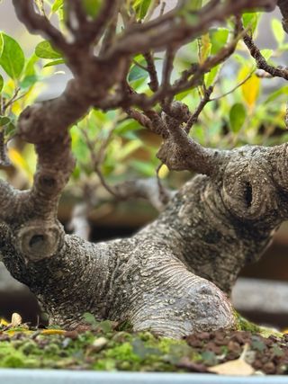 Bonsái Ficus Retusa