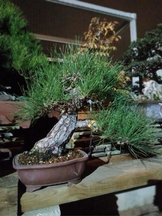 Bonsái Pino Thunbergii