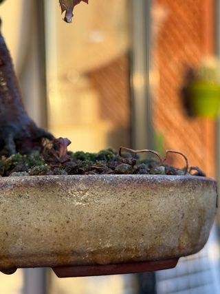 Bonsái Shohin Arce Deshojo