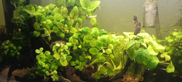 Anubias helechos acuáticos