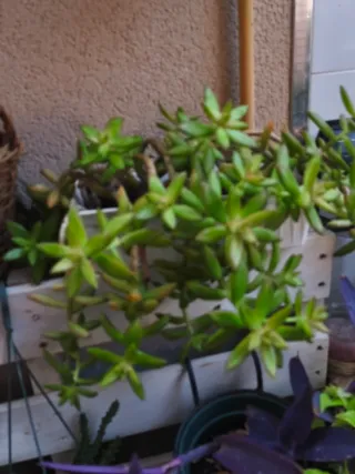 Planta suculenta colgante