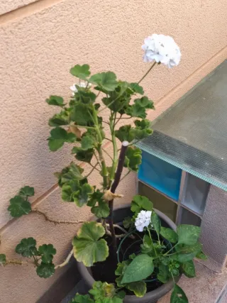 Geranio con flores blancas