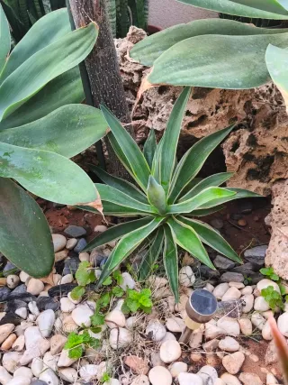 Planta Agave domestiana