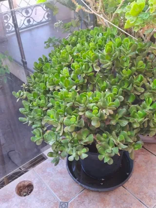 Planta árbol de Jade
