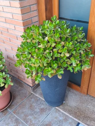 Planta árbol de Jade