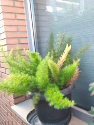 Esparraguera Africana (Asparagus densiflorus)