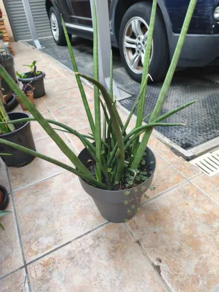 Sansevieria cylindrica planta