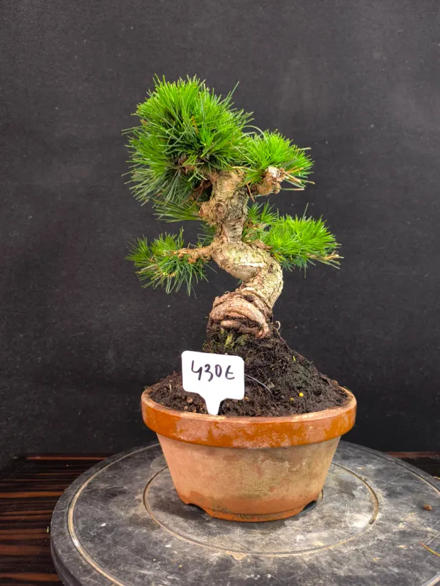 Bonsái Pino Thunbergii