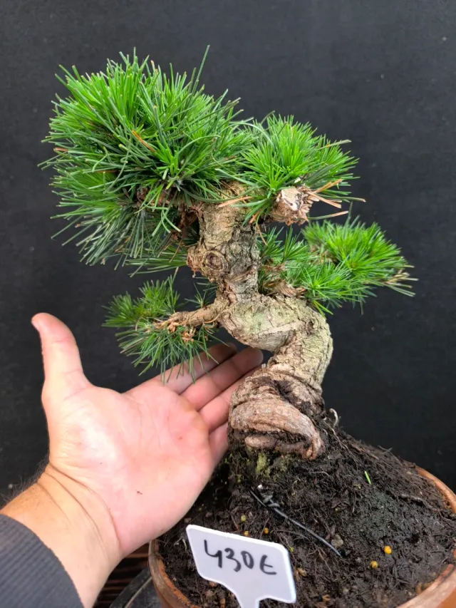 Bonsái Pino Thunbergii