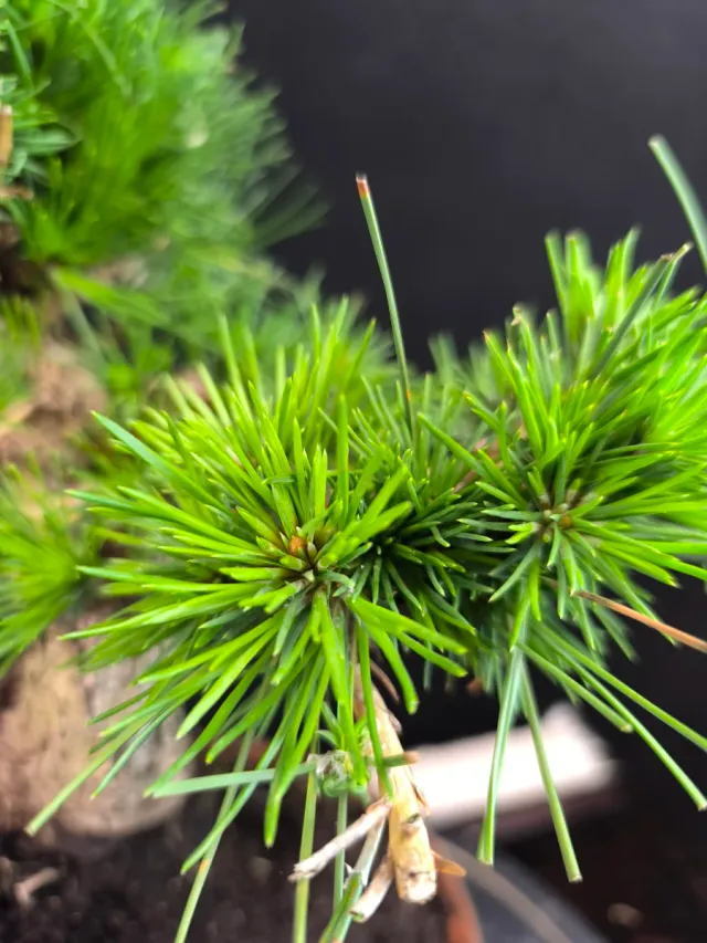 Bonsái Pino Thunbergii