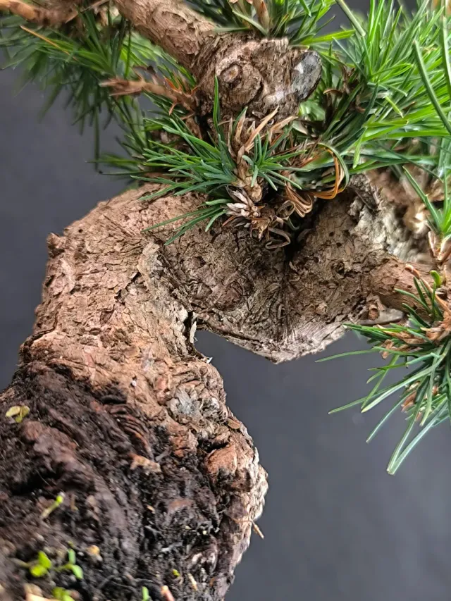 Bonsái Pino Thunbergii