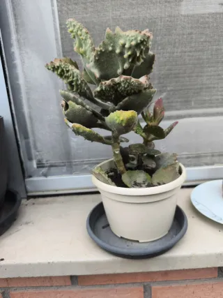 Planta Kalanchoe Beharensis