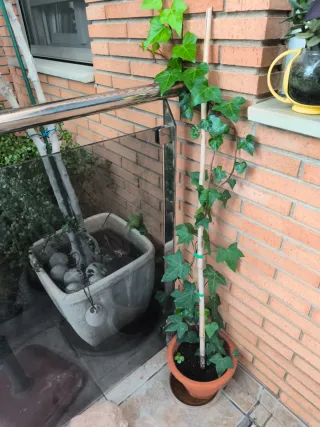 Planta Hiedra en Maceta