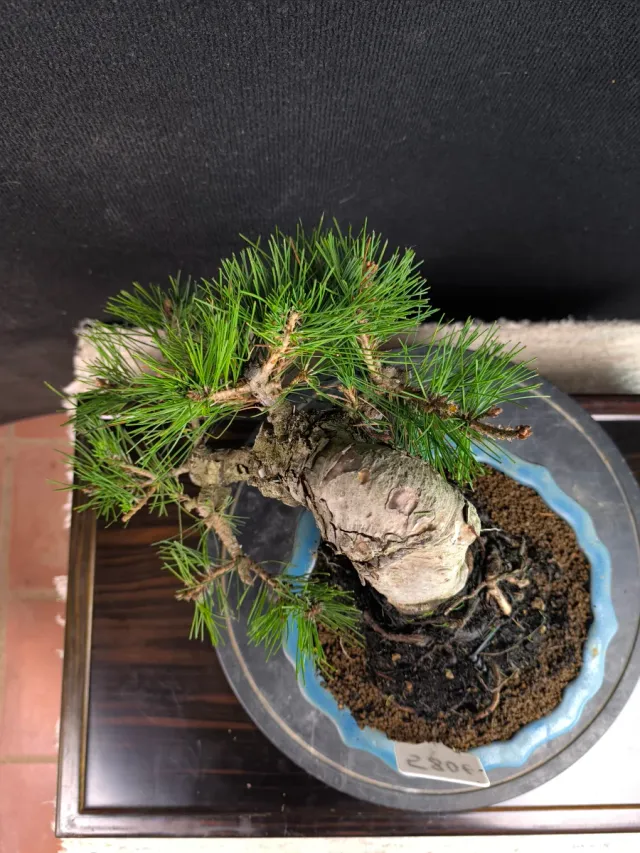 Bonsai Pino Thunbergii