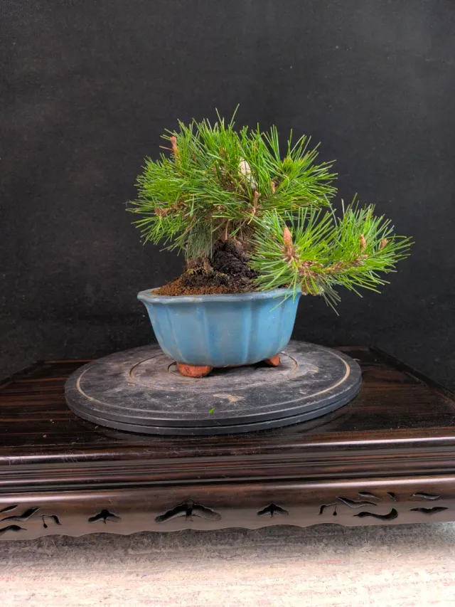 Bonsai Pino Thunbergii