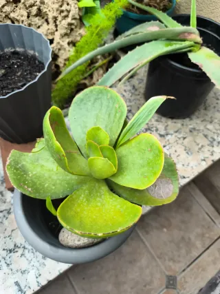 Planta suculenta en maceta gris