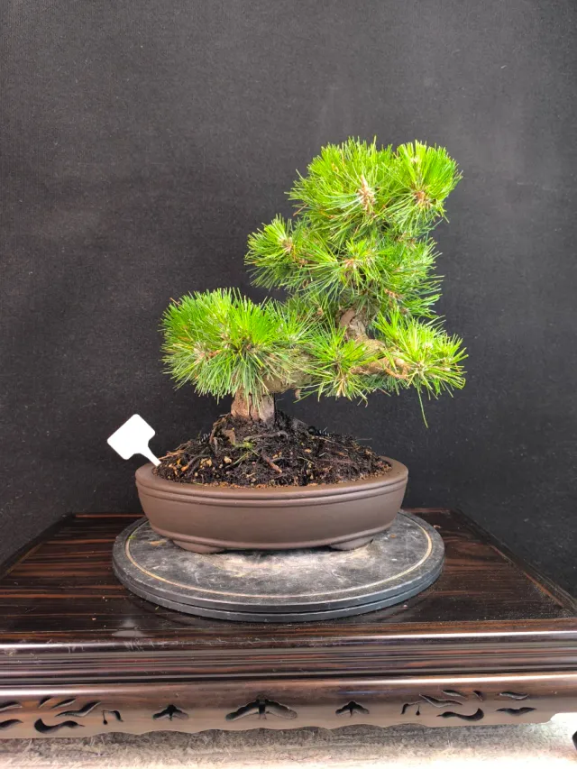 Pino Thunbergii Bonsai