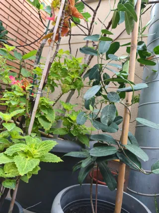 Planta Jazmín de Madagascar