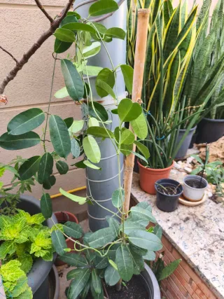 Planta Jazmín de Madagascar