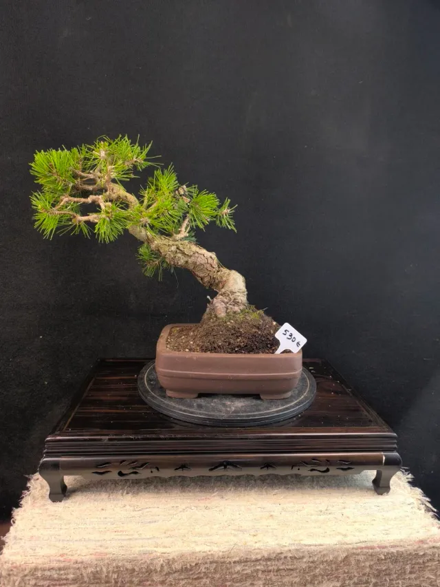Pino Thunbergii Bonsái