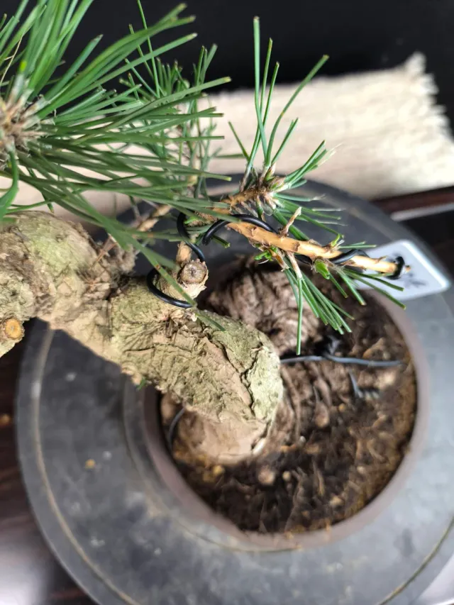 Bonsái Pino Thunbergii