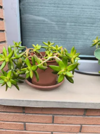 Planta Suculenta en Maceta