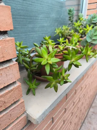 Planta Suculenta en Maceta