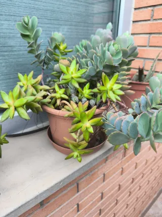 Plantas Suculentas Variadas