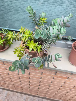 Plantas Suculentas Variadas