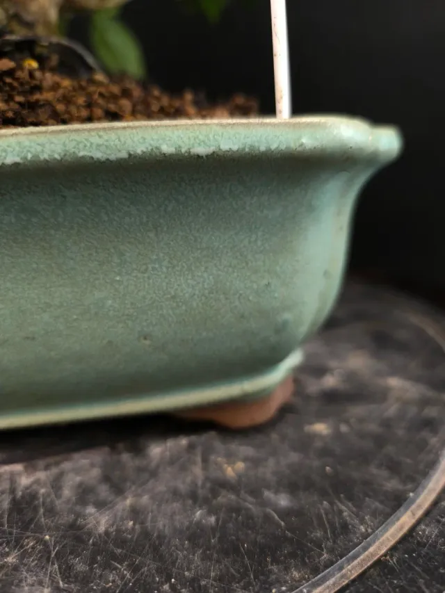 Bonsai Gardenia Jasminoides