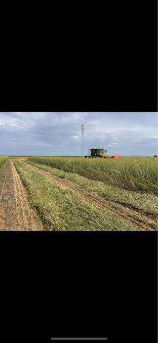 Avena forrajera saia seleccionada