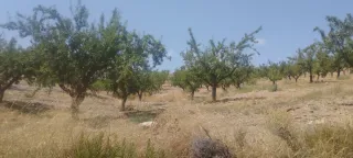 Almendros y olivos