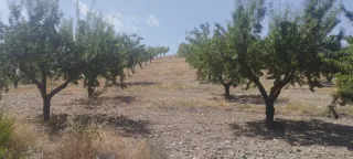 Almendros y olivos