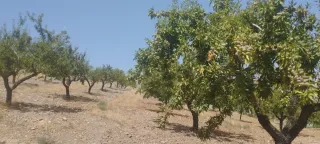 Almendros y olivos