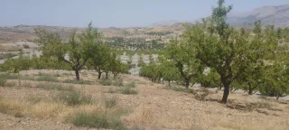 Almendros y olivos