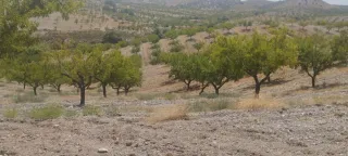 Almendros y olivos