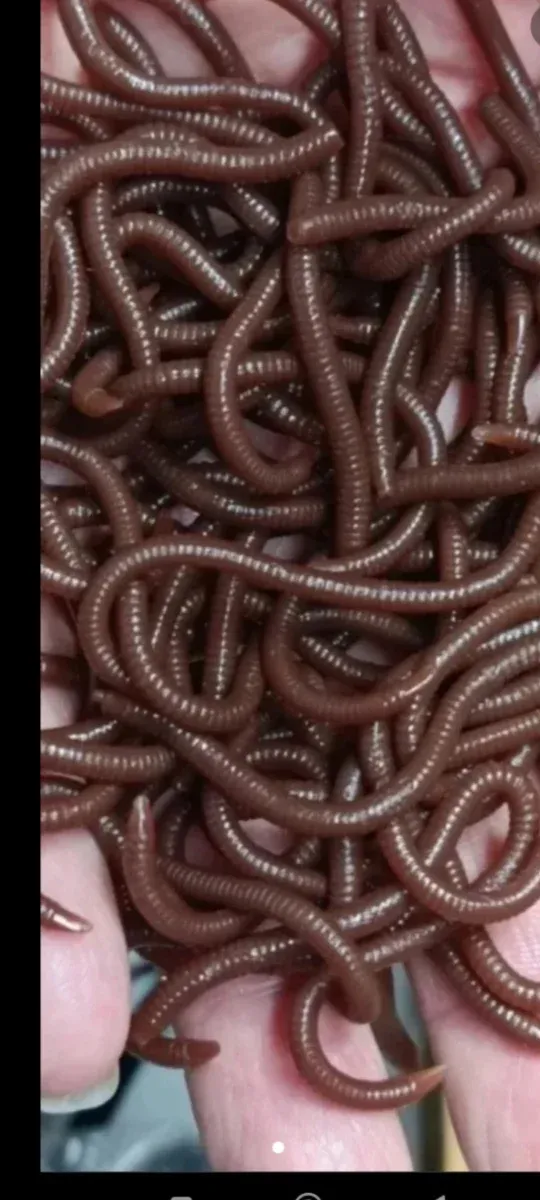 SEÑUELO IMITACIÓN LOMBRIZ  DE TIERRA