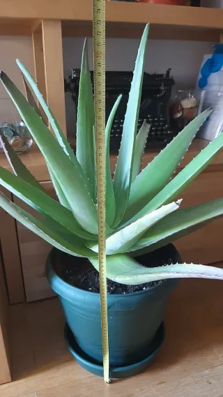 Planta Aloe Vera en maceta.