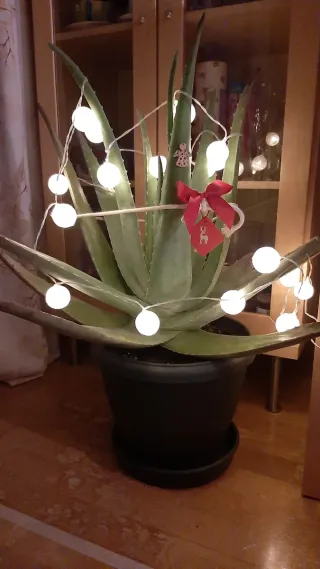 Planta Aloe Vera en maceta.